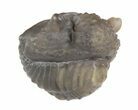 Perfectly Enrolled Nucleurus Anticostiensis Trilobite #51070-2